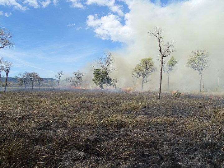 Indigenous brigades change the spatial patterns of wildfires, and the ...