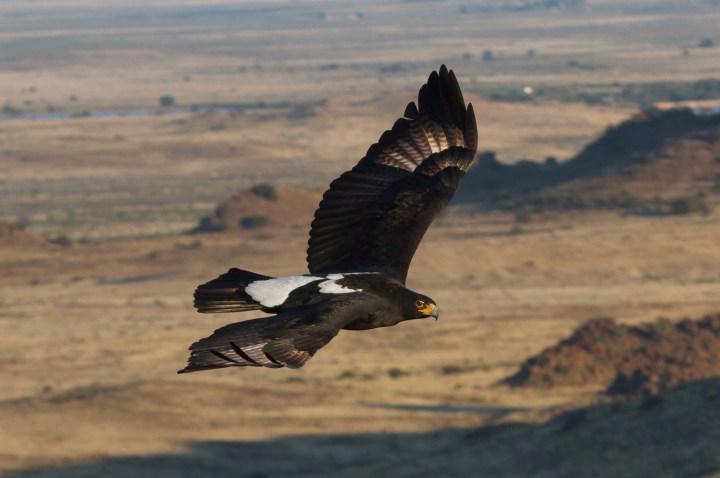 Soaring Raptors A predictive model for improving placement of wind turbines to minimise ...