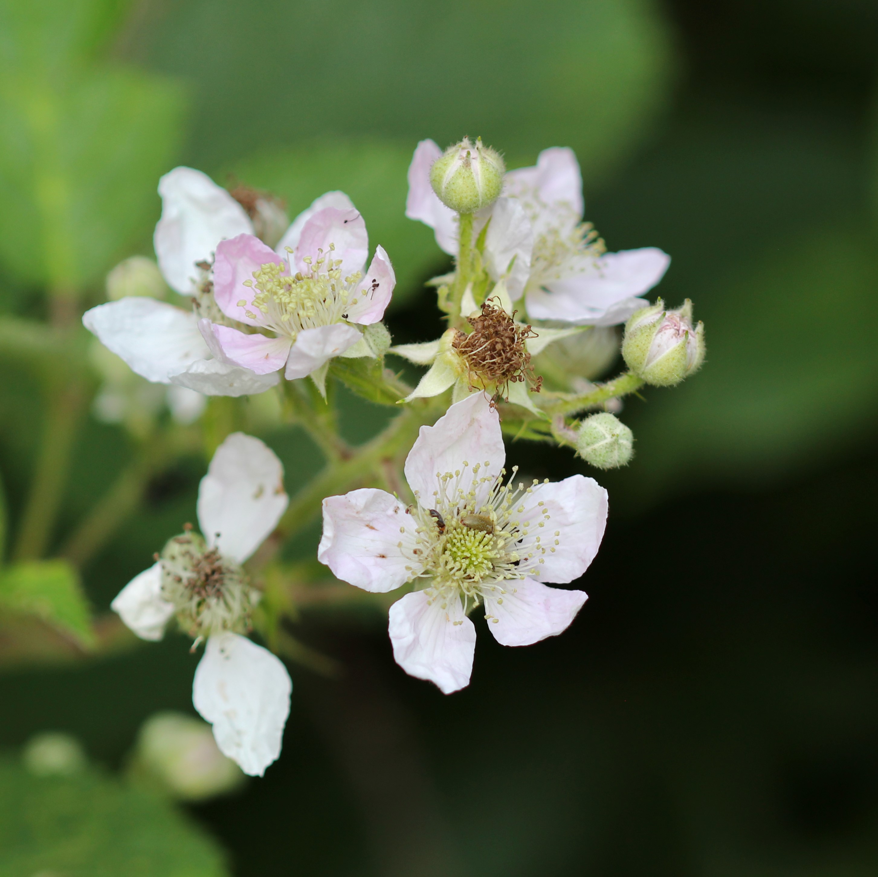 Rubus fruticosus_ndv