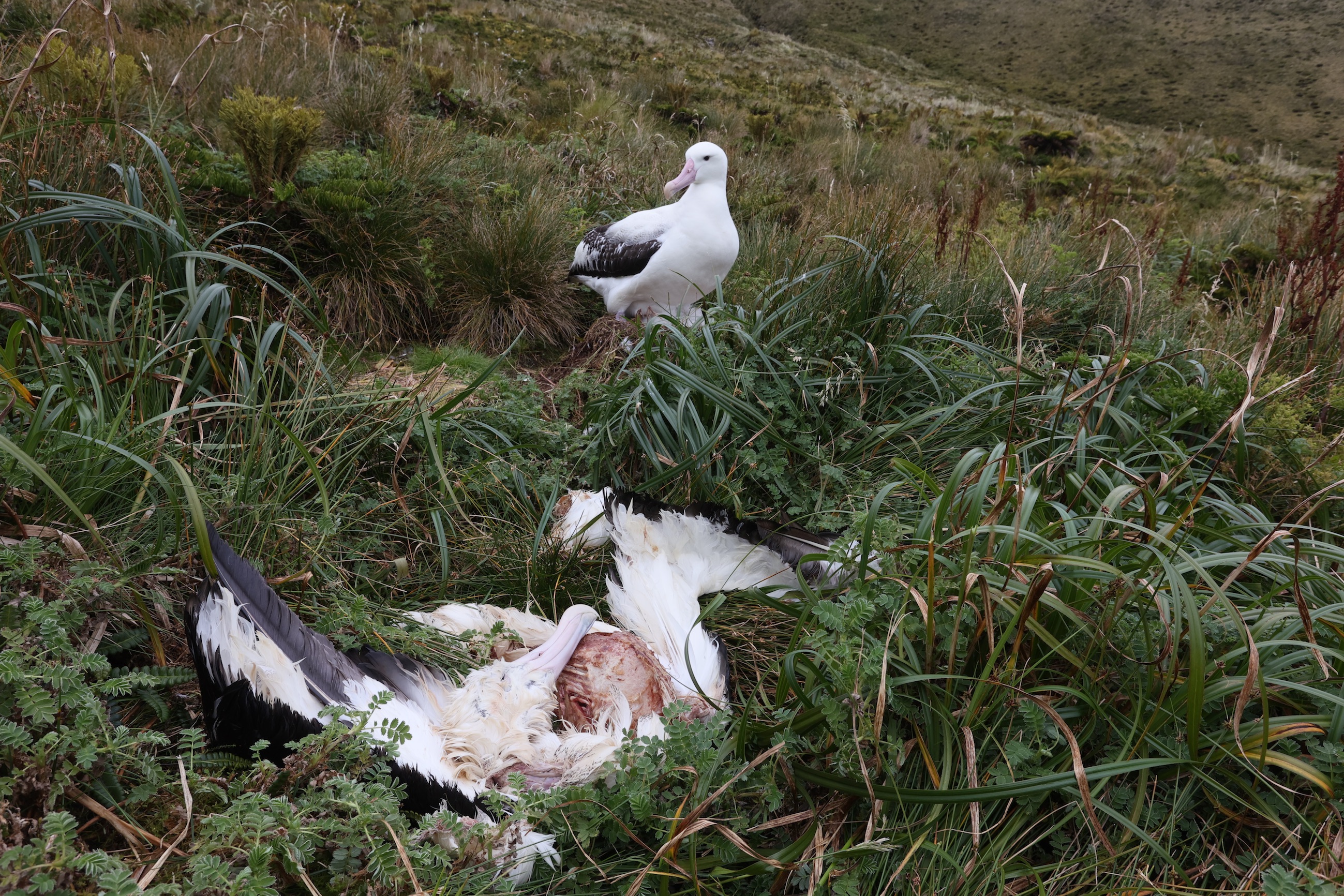 AdultTristanAlbatross_killed_by_mice_(PeterRyan)