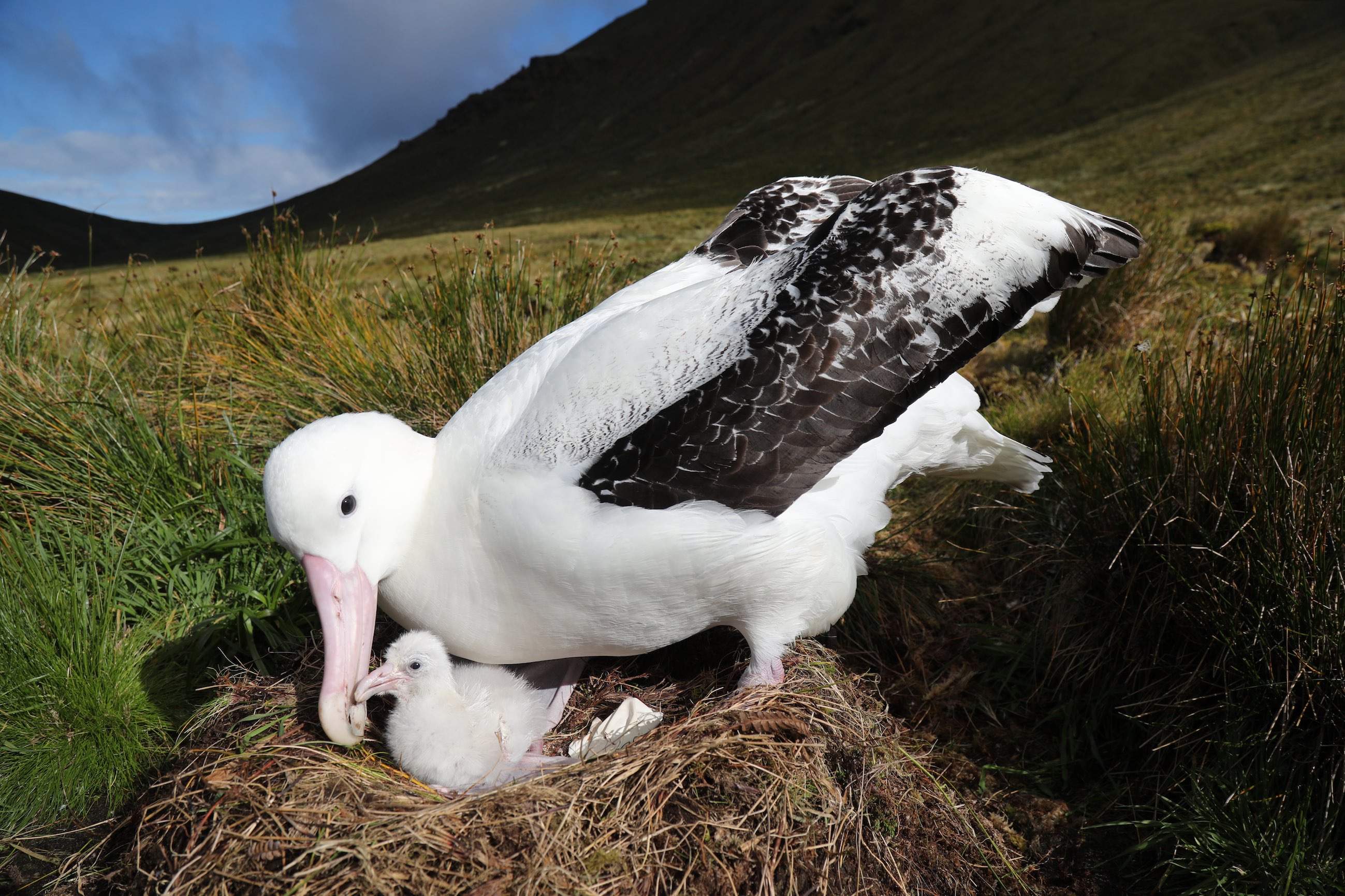AdultTristanAlbatross_with_chick_(PeterRyan)