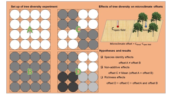 Editor’s Choice 59:6: Tree species mixing amplify forest microclimate ...