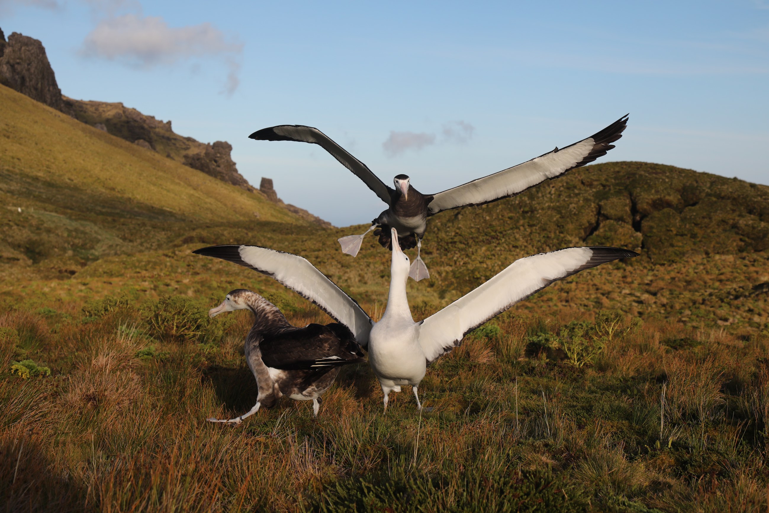 ImmatureTristanAlbatrosses_dancing_(PeterRyan)