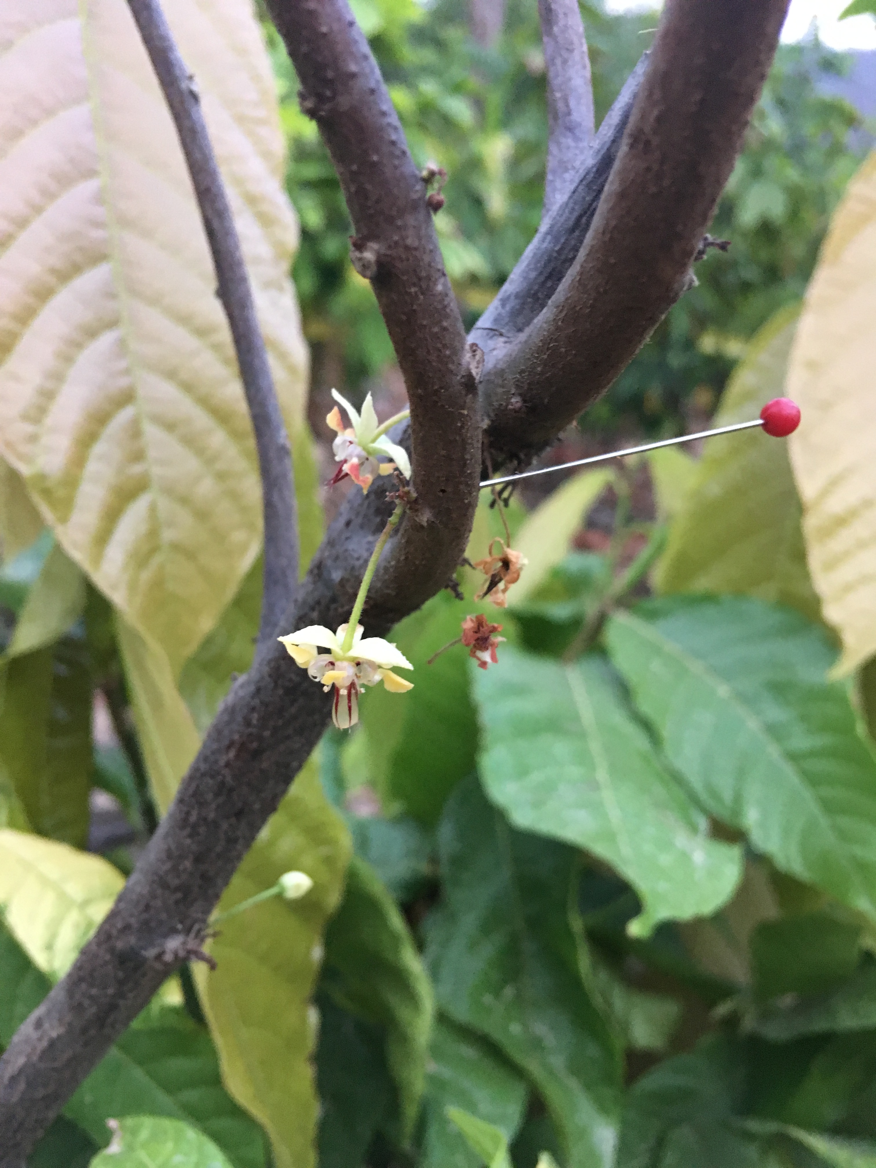 Flowerwithglue_byJustine