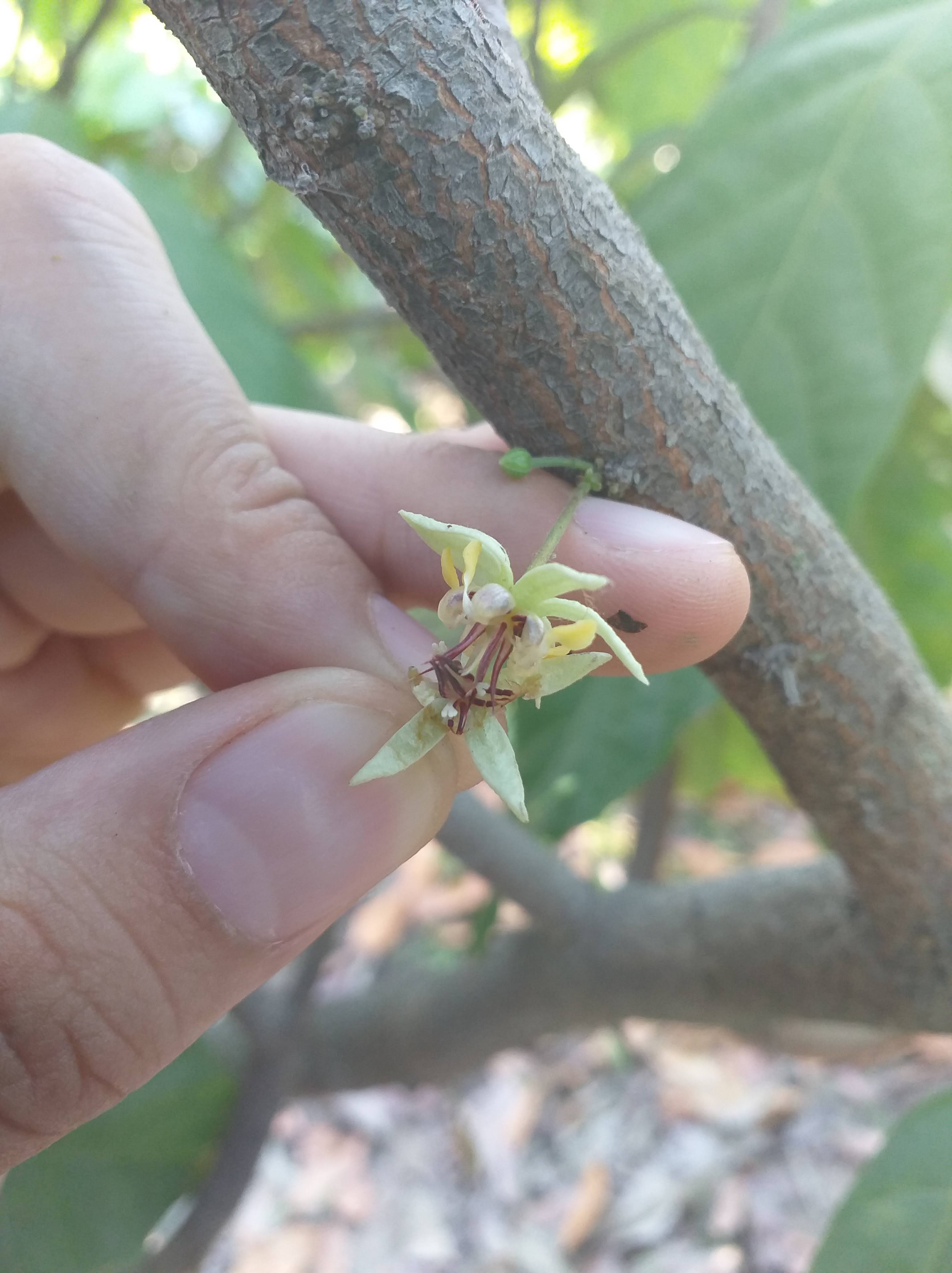 Unravelling the natural pollinating agents of cacao The Applied Ecologist