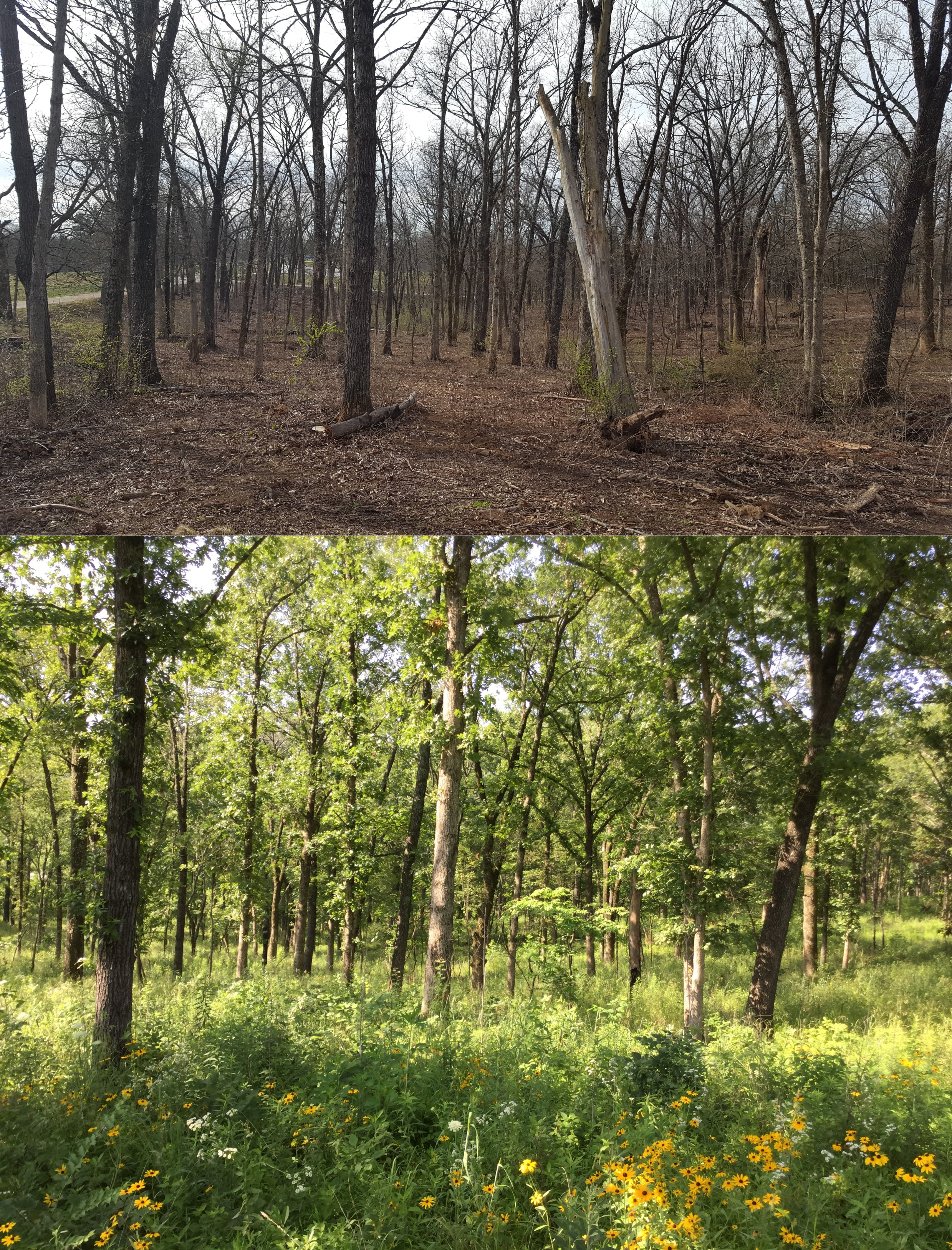 02_thinned-vs-seeded-woodland_andrew-kaul