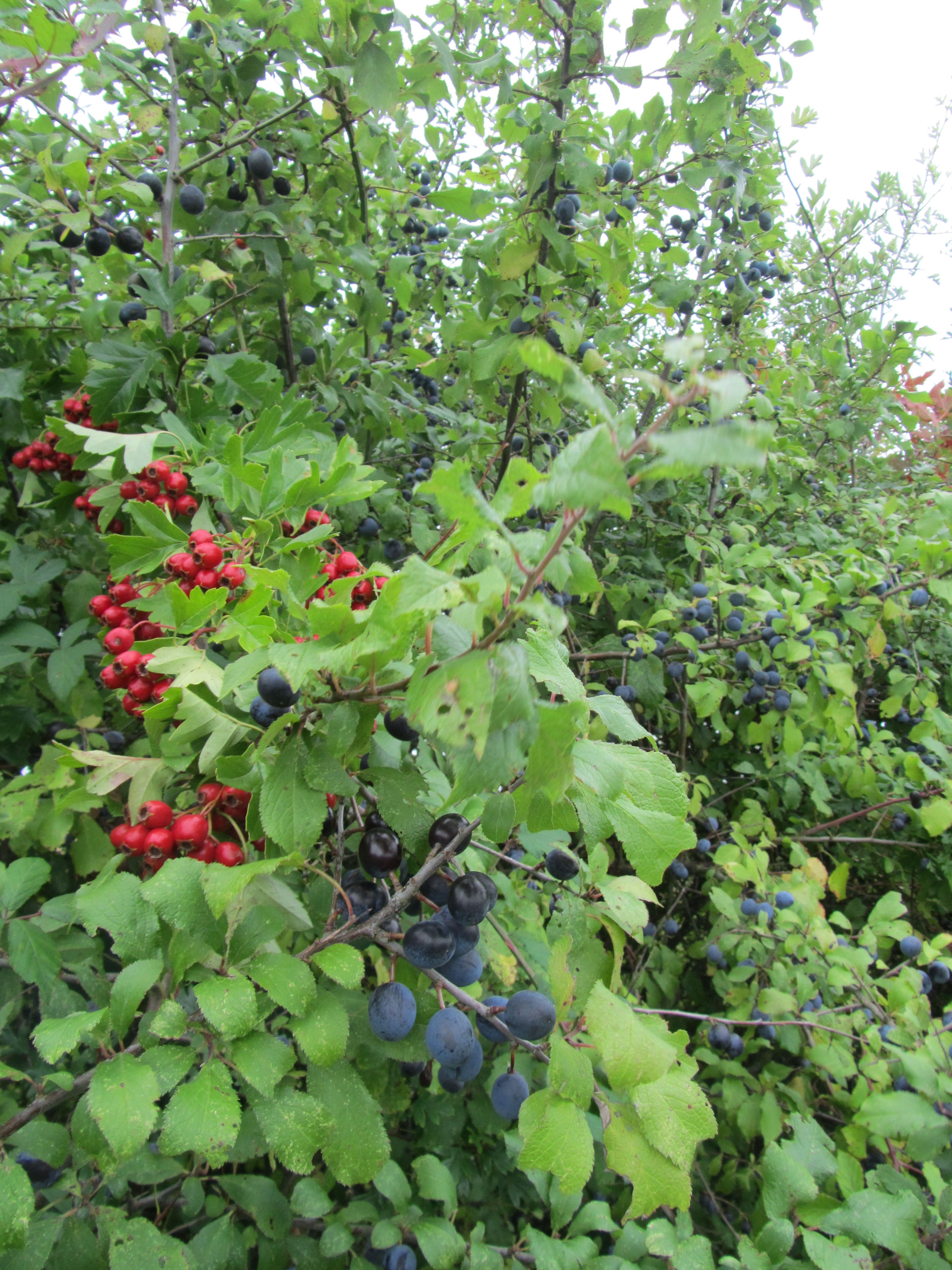 Hedgerow hawthorn berries and sloes