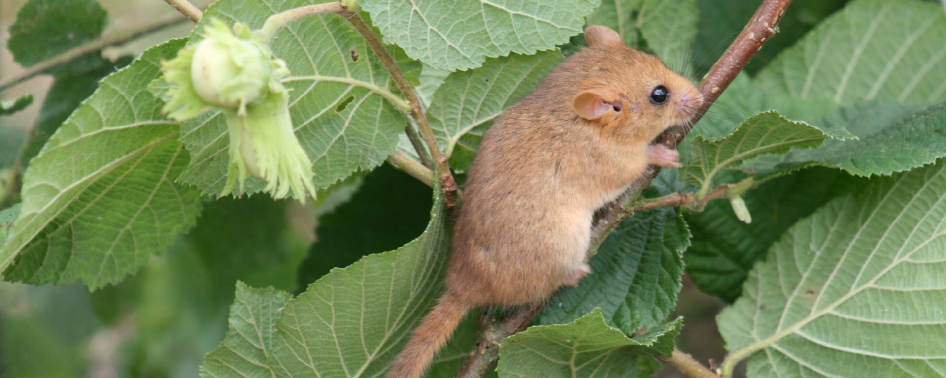 Doemice Chronic declines and Red Listing: Are hazel dormice Endangered? – The ...
