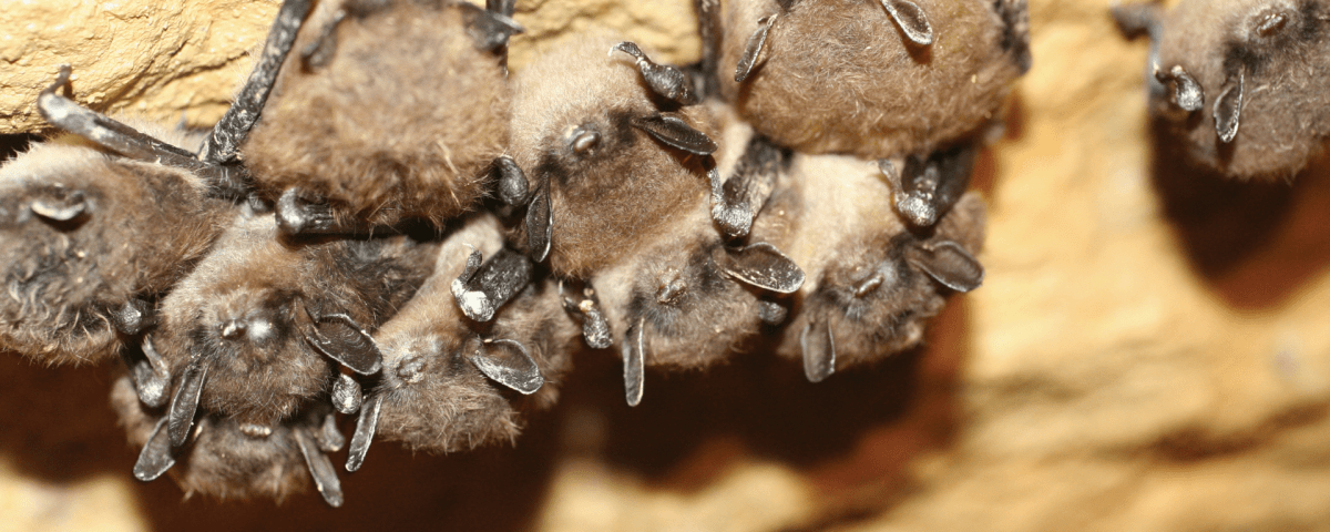 Grub Hub for Fat Bats – The Applied Ecologist