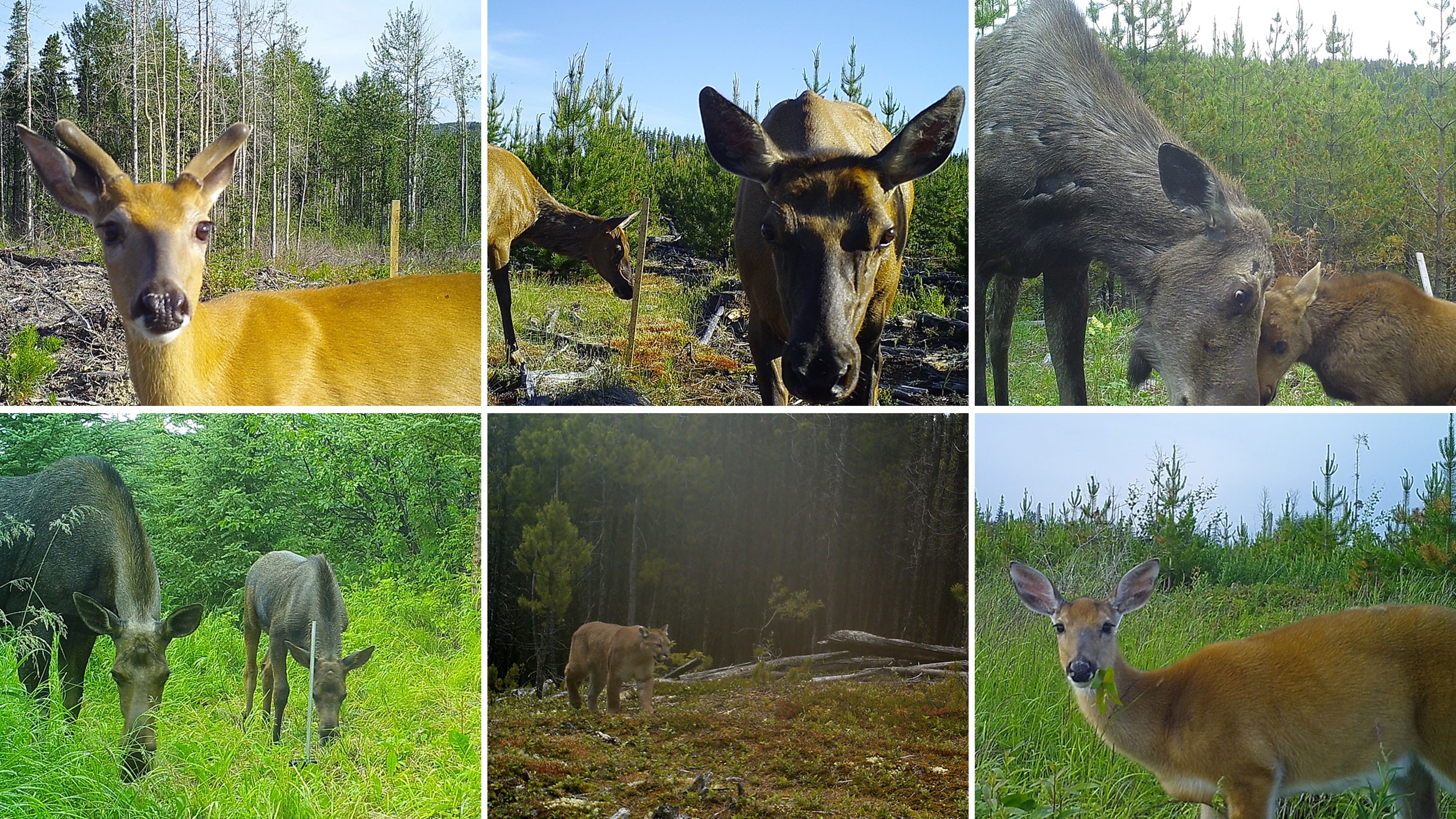 Collage 2_trailcam
