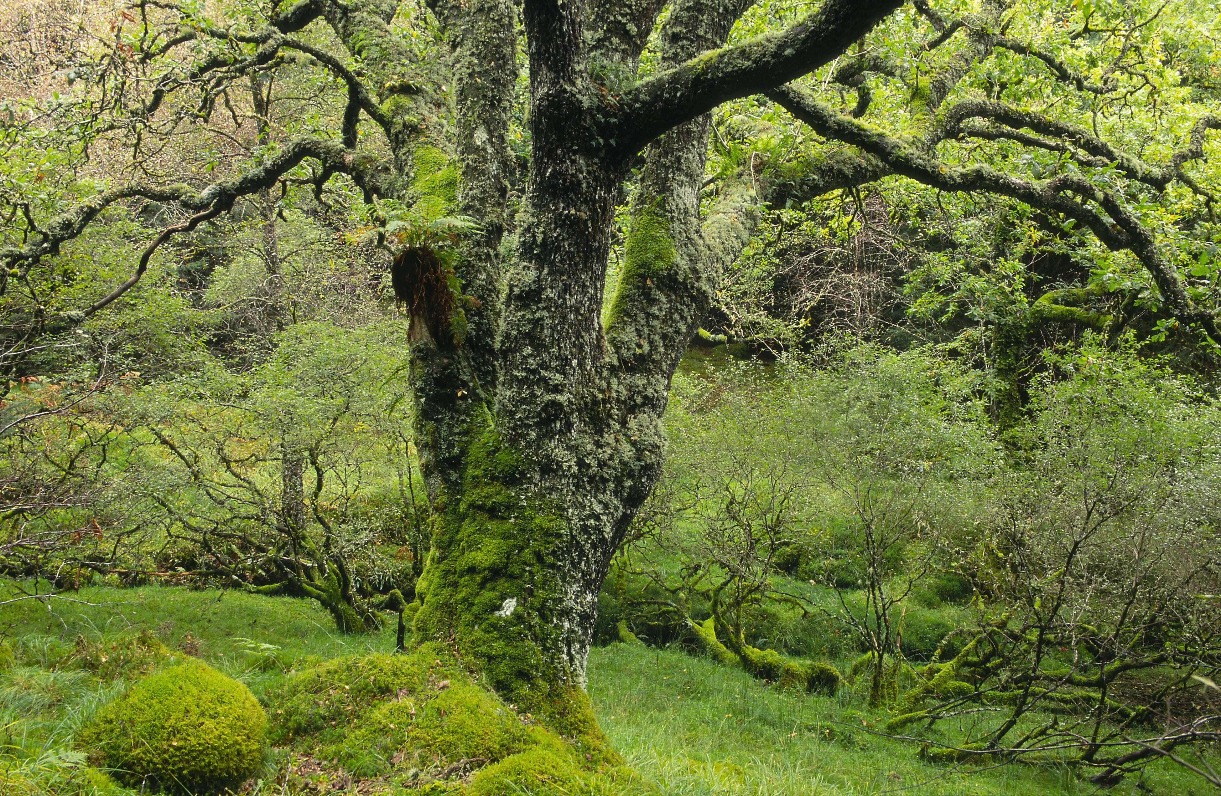 Kirkpatrick Baird - blog image 5 - rainforest