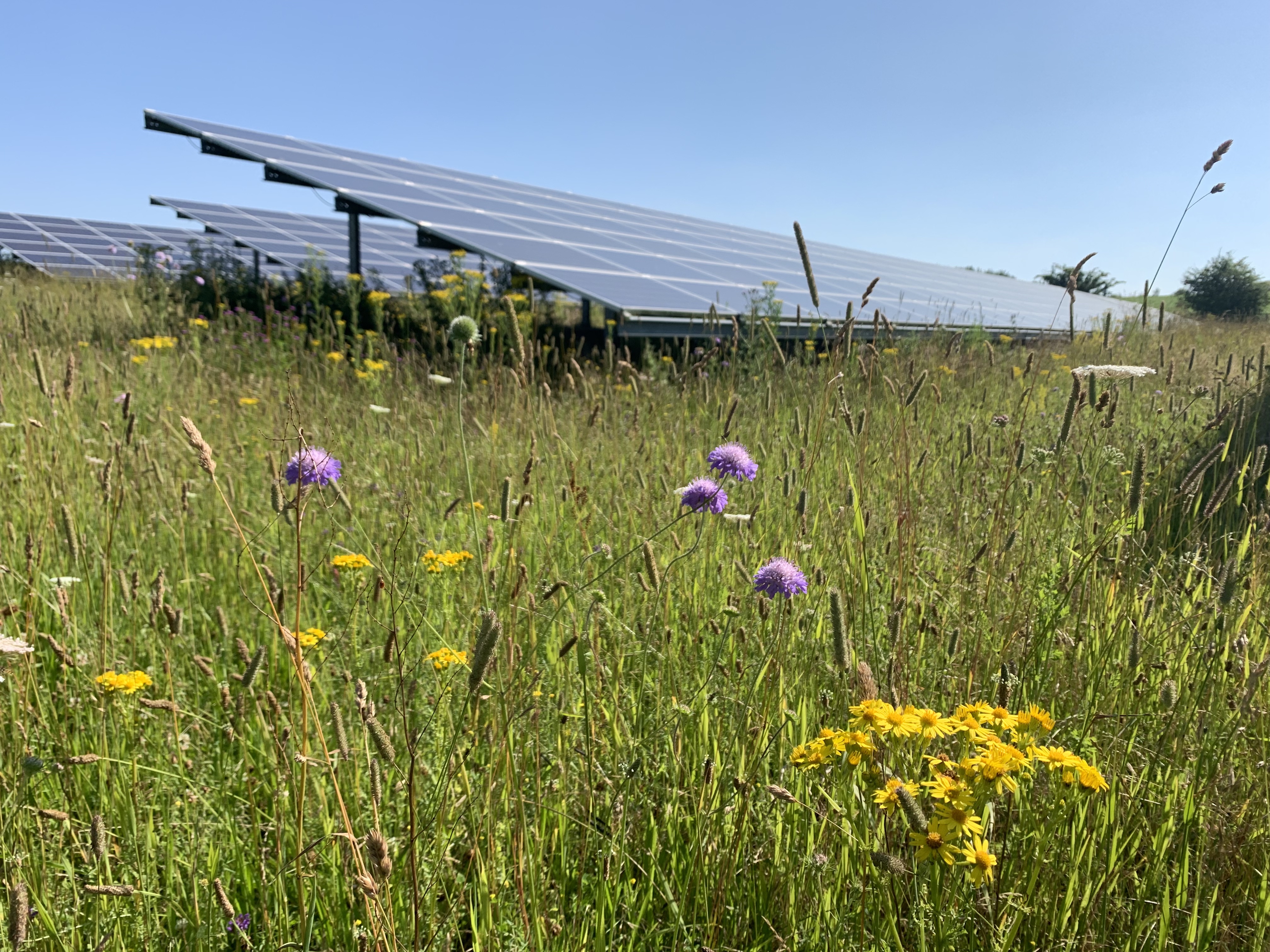 Hollie Blaydes Solar Farm