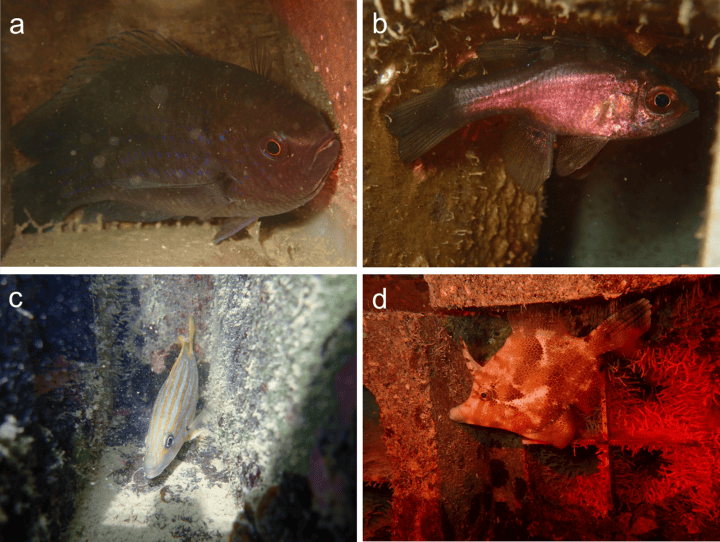 Does incorporating complexity into coastal engineering increase fish ...