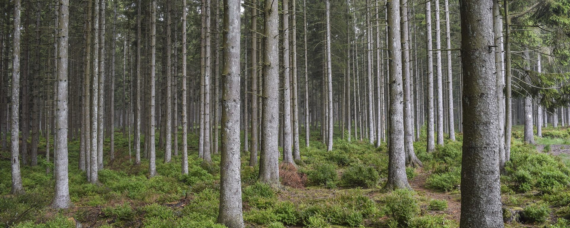 Bark beetles in boreal forests: Calm before the storm? – The Applied ...