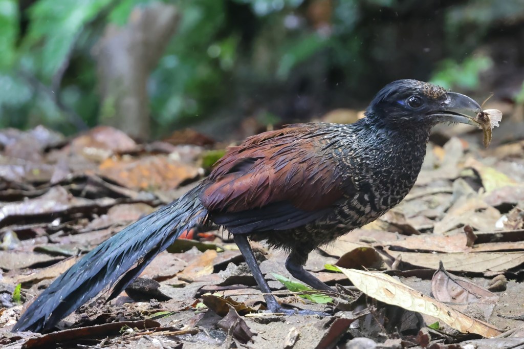 The potential of second-growth forests for bird diversity in a small ...